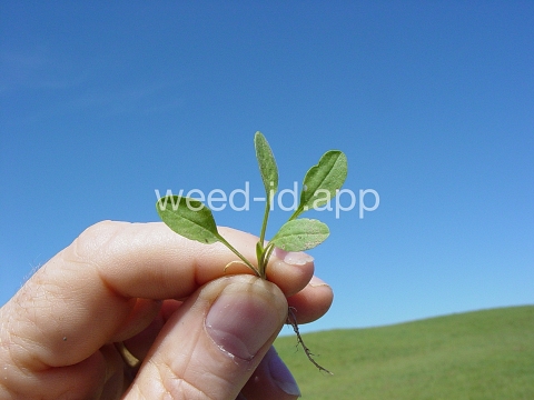 pepperweed, field